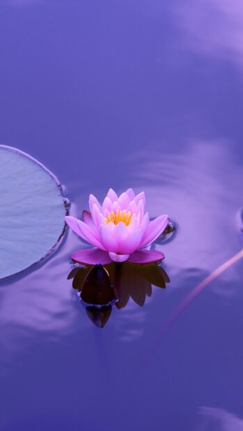 Pink lotus flower blooming on calm water with lily pad nearby