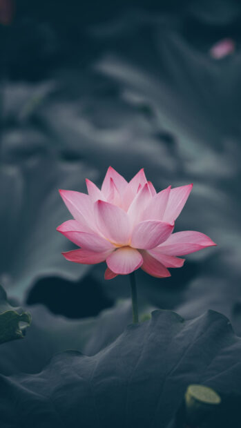 Pink lotus flower blooming over green leaves in natural pond environment