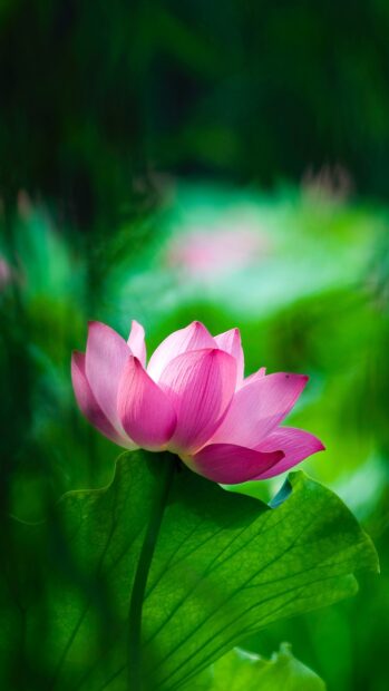 Pink lotus flower blooming with green leaves in natural environment