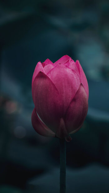 Close up of a lotus flower blooming in dark water with a serene atmosphere