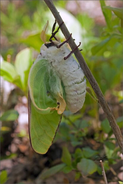 A green luna moth is emerging from its cocoon on a branch in a natural setting, 2K Phone Wallpaper
