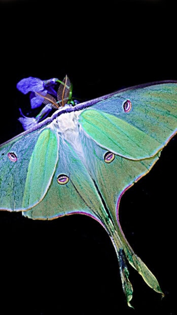 A close up of a lunar moth resting on a purple flower with detailed textured wings, 2K Mobile Wallpaper