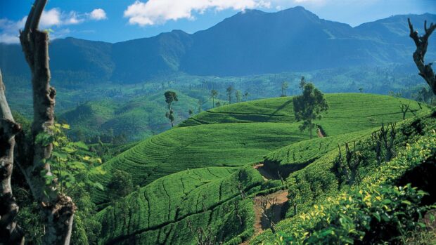 A scenic view of lush green hills and tea plantations in Sri Lanka with mountains in the background, HD Desktop Wallpaper