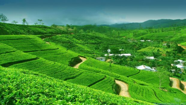 The Sri Lanka Wallpapers show lush green hills with winding paths and small houses under a cloudy sky, HD Desktop Wallpaper