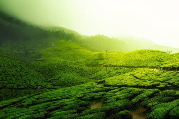 Green hills wallpapers create a peaceful scene, HD Desktop Wallpaper