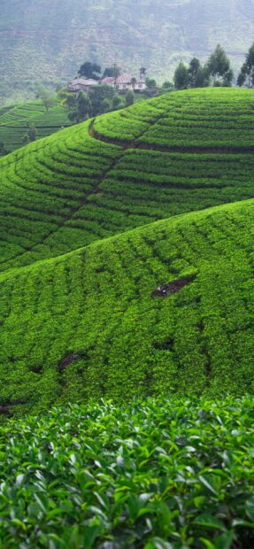 Lush green hills showcase vibrant Sri Lanka wallpapers with a distant house, 2K Phone Wallpaper