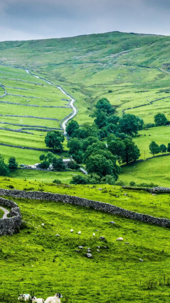 A scenic view of lush green hills with stone walls and sheep in the United Kingdom, 2K Phone Wallpaper