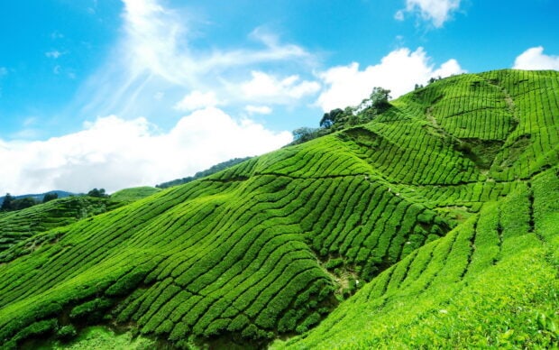 The green hills wallpapers display rolling tea plantations, HD Desktop Wallpaper