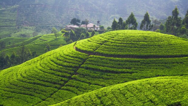 The green hills display vibrant patterns with a house nestled among trees in the distance, 4K Desktop Wallpaper