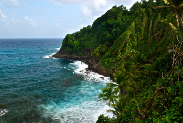 A vibrant view of lush greenery meeting the blue ocean on Dominica Island, HD Desktop Wallpaper