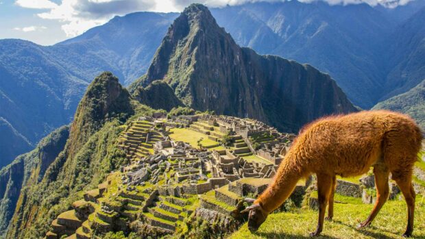 Llama grazing near Machu Picchu ancient site in the Andes mountains