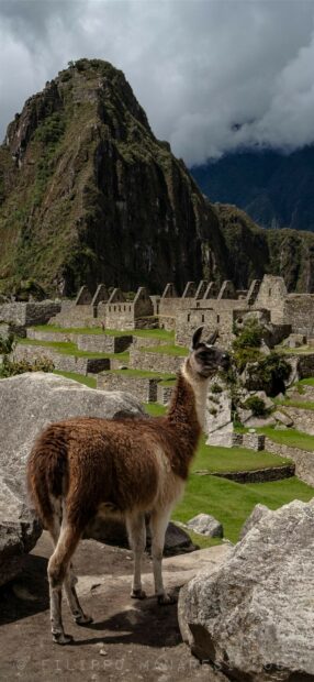 Llama standing near ancient ruins at Machu Picchu in a mountainous landscape