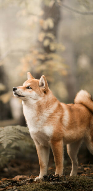 A Shiba Inu stands alert on forest ground with autumn leaves around, 2K Phone Wallpaper