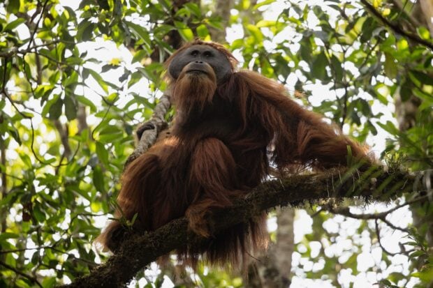 An orangutan is resting on a tree branch surrounded by green leaves in the wild, 2K Desktop Wallpaper