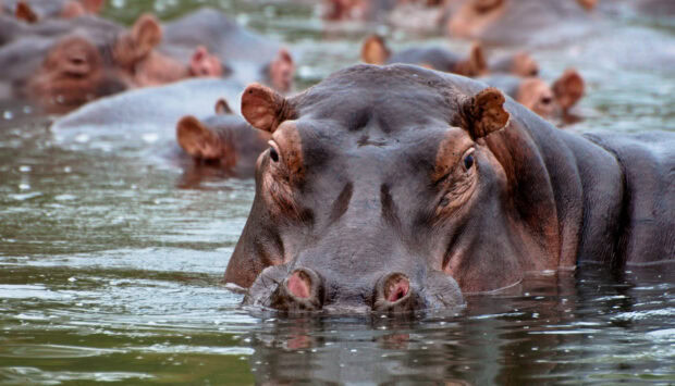 A hippopotamus partially submerged in water in Malawi, HD Desktop Wallpaper