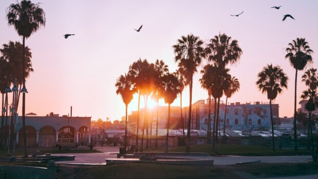 Palm trees and birds flying over a Malibu California sunset scene