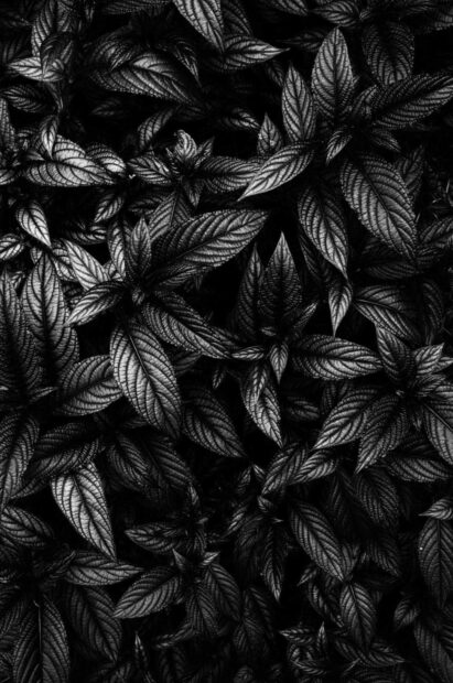 A close up view of matte black leaves with detailed textures and veins, HD Phone Wallpaper