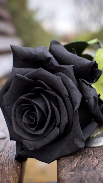 A matte black rose rests on a wooden surface with green leaves in the background, HD Phone Wallpaper