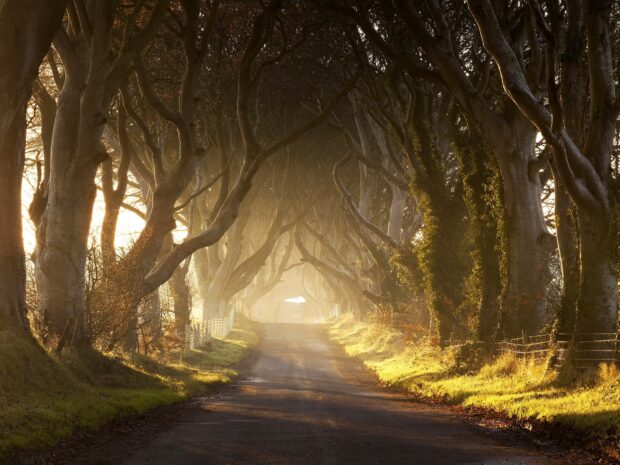 A misty tree lined road bathed in golden light captures the mood of Northern Ireland wallpapers, HD Desktop Wallpaper