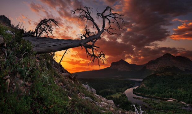 A twisted dead tree overlooks a river and mountains during a Montana sunset, HD Desktop Wallpaper