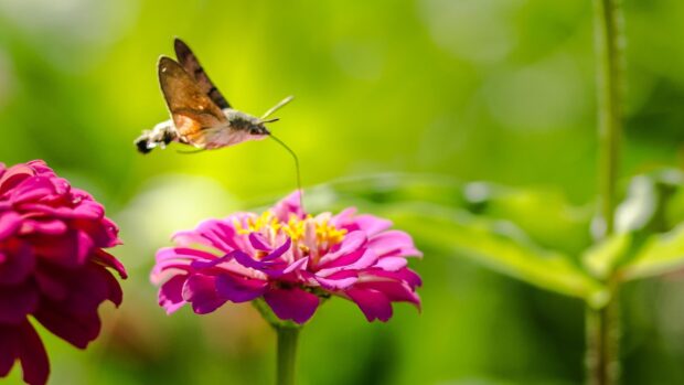 A moth feeding from a pink flower in a bright green garden scene, HD Desktop Wallpaper