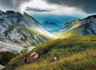 A ibex resting on the grassy slope of Mount Pilatus under dramatic cloudy skies