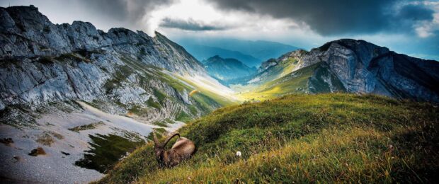 A ibex resting on the grassy slope of Mount Pilatus under dramatic cloudy skies