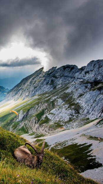 A mountain goat resting on green grass on Mount Pilatus with dramatic clouds in the background