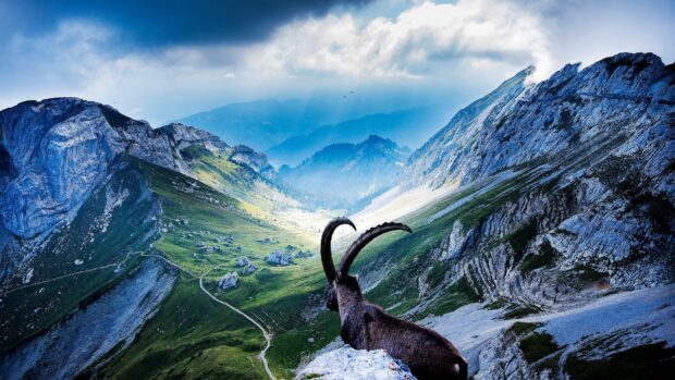 A mountain goat with curved horns overlooking Mount Pilatus valley and rocky cliffs in the distance