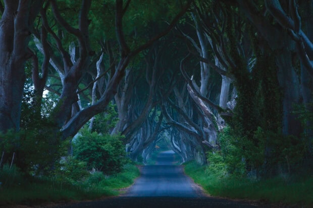 The road through the mystical tree tunnel captures the serene beauty of Northern Ireland wallpapers, HD Desktop Wallpaper