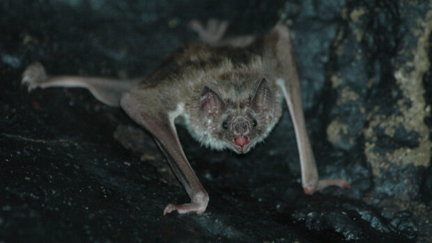 A bat is hanging on the rocky cave wall with its mouth open, 4K Desktop Wallpaper
