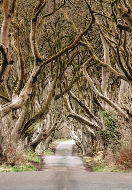 A scenic tree lined road creating a natural tunnel in Northern Ireland, HD Phone Wallpaper