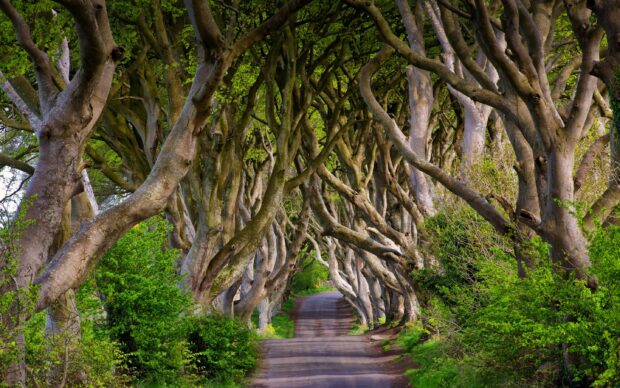 A scenic tree lined tunnel in Northern Ireland surrounded by lush greenery, 2K Desktop Wallpaper