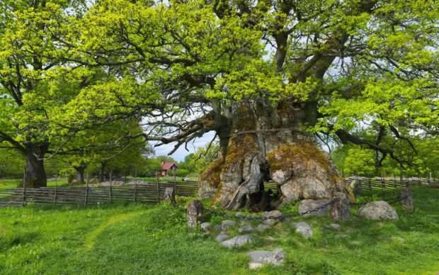 Ancient hollow tree surrounded by greenery in Oland Sweden nature