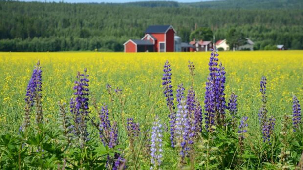 Purple lupine flowers blooming in the Oland Sweden countryside with red houses in the background