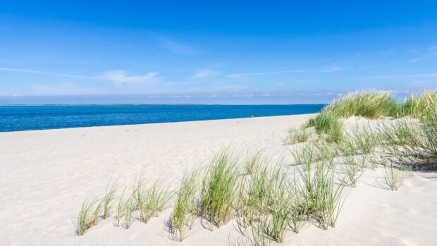 White sandy beach with green grass under clear blue sky in Oland Sweden