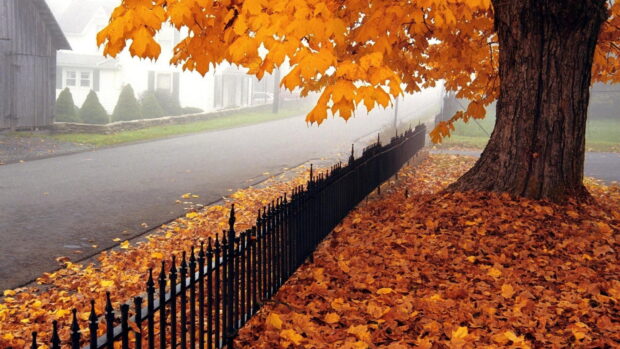 Maple Tree Wallpapers, 4K Desktop Wallpaper