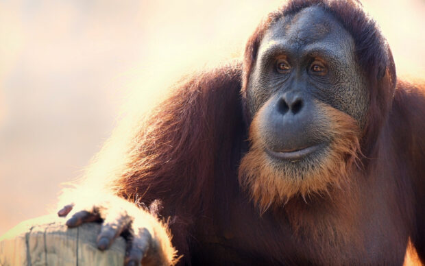 An orangutan calmly rests with soft lighting highlighting its face and hand, 2K Desktop Wallpaper