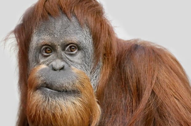 The orangutan close up face shows detailed hair and thoughtful eyes, HD Phone Wallpaper