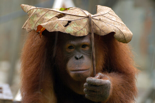 An orangutan is holding a large dry leaf as a shade on its head, HD Desktop Wallpaper