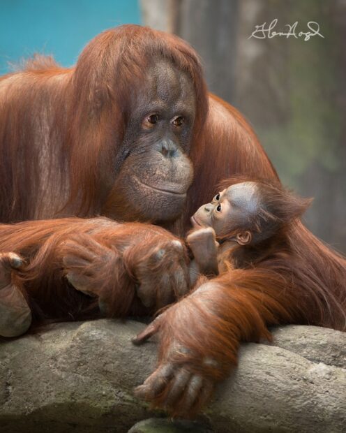 A caring orangutan mother holding her baby gently on a rock, HD Mobile Wallpaper