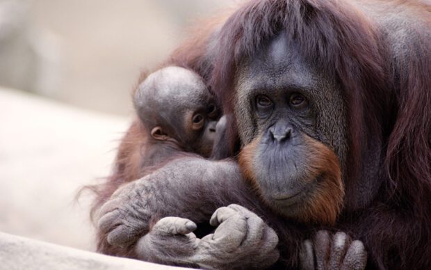 A close up of an orangutan mother holding her baby gently in natural light, 2K Desktop Wallpaper