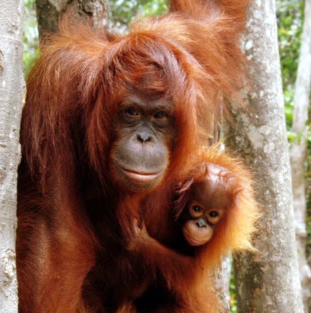 A mother orangutan embraces her baby in the forest, HD Desktop Wallpaper