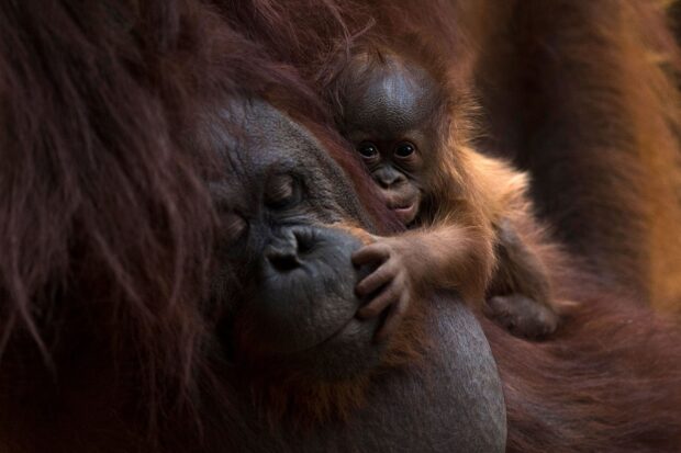 A baby orangutan tightly hugging its mother in a tender moment, HD Desktop Wallpaper