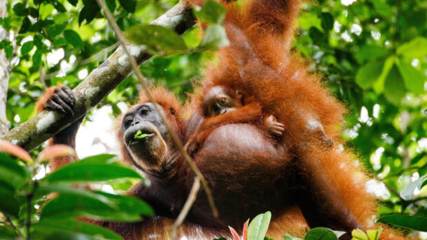 An orangutan mother is holding her baby in a green forest, 2K Desktop Wallpaper