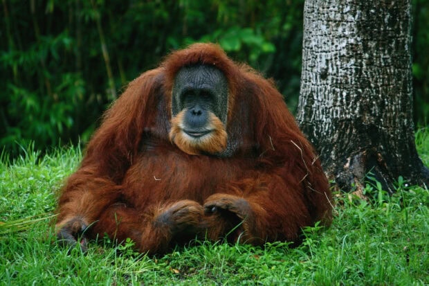 An orangutan resting calmly on green grass near a tree, HD Desktop Wallpaper