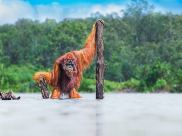 An orangutan is standing in water holding onto wooden sticks in a forest area, HD Desktop Wallpaper