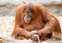 Orangutan in captivity sitting on straw bedding in zoo environment.