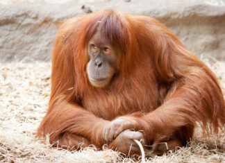 Orangutan in captivity sitting on straw bedding in zoo environment.