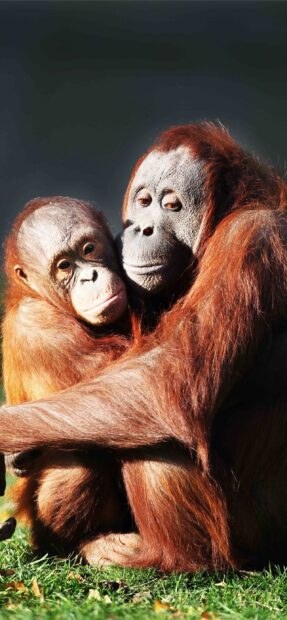 A pair of orangutans hugging closely on grass with affectionate expressions, 2K Phone Wallpaper